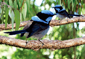 3D Magnets Group 3 - fair-dinkum-gifts