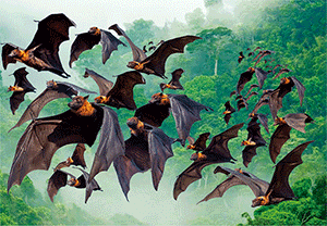 3D Magnets Group 3 - fair-dinkum-gifts