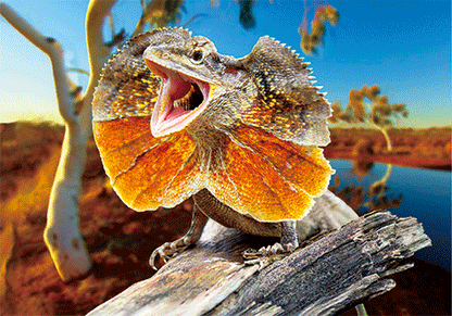 3D Postcard Aussie Themes Australian Animals Souvenir Group 3 - fair-dinkum-gifts