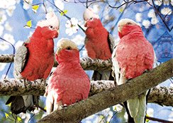 3D Magnets Group 3 - fair-dinkum-gifts