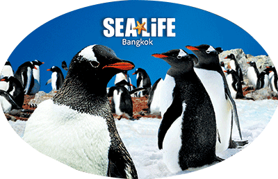 3D Oval Sticker Aussie Animals Australian Souvenirs Lenticular Bumper Stickers - fair-dinkum-gifts