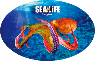 3D Oval Sticker Aussie Animals Australian Souvenirs Lenticular Bumper Stickers - fair-dinkum-gifts