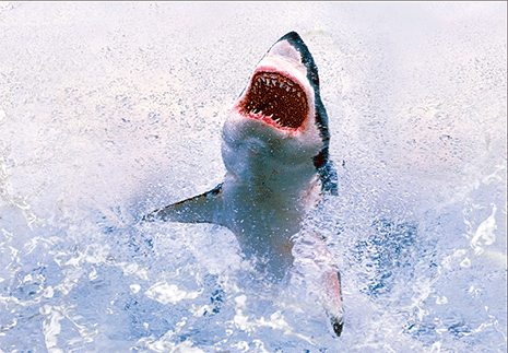 3D Postcard Aussie Themes Australian Animals Souvenir Group 3 - fair-dinkum-gifts