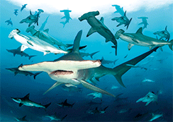 3D Magnets Group 1 - fair-dinkum-gifts