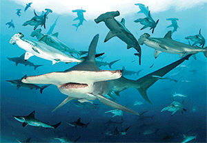 3D Postcard Aussie Themes Australian Animals Souvenir Group 3 - fair-dinkum-gifts