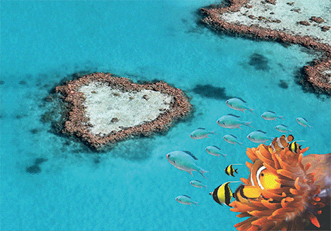 3D Magnets Group 1 - fair-dinkum-gifts