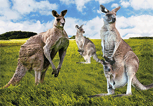 3D Magnets Group 1 - fair-dinkum-gifts