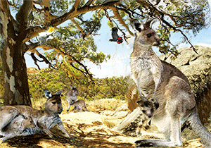 3D Postcard Aussie Themes Australian Animals Souvenir Group 3 - fair-dinkum-gifts