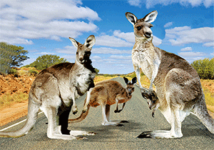 3D Postcard Aussie Themes Australian Animals Souvenir Group 3 - fair-dinkum-gifts