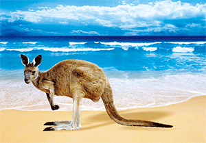 3D Postcard Aussie Themes Australian Animals Souvenir Group 3 - fair-dinkum-gifts