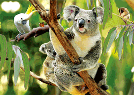 3D Magnets Group 1 - fair-dinkum-gifts