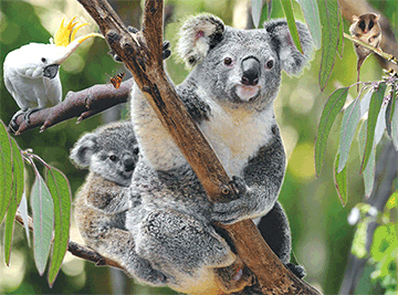 3D Magnets Group 1 - fair-dinkum-gifts