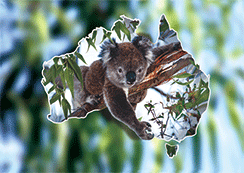 3D Magnets Group 1 - fair-dinkum-gifts