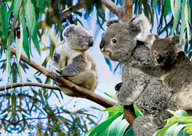 3D Magnets Group 1 - fair-dinkum-gifts