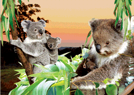 3D Magnets Group 1 - fair-dinkum-gifts