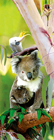 Pack of 5 x 3D Bookmarks LENTICULAR Book Marks Aussie Australian Theme Animals Souvenirs - fair-dinkum-gifts