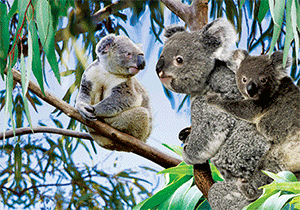 3D Postcard Aussie Themes Australian Animals Souvenir Group 3 - fair-dinkum-gifts