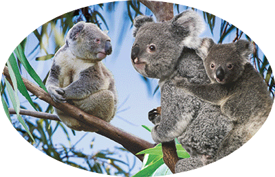 3D Oval Sticker Aussie Animals Australian Souvenirs Lenticular Bumper Stickers - fair-dinkum-gifts