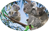 3D Oval Sticker Aussie Animals Australian Souvenirs Lenticular Bumper Stickers - fair-dinkum-gifts