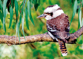 3D Magnets Group 1 - fair-dinkum-gifts