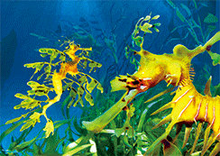 3D Magnets Group 1 - fair-dinkum-gifts