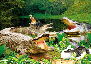 3D Postcard Aussie Themes Australian Animals Souvenir Group 3 - fair-dinkum-gifts