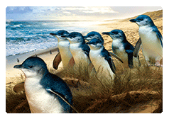 3D Postcard Aussie Themes Australian Animals Souvenir Group 1