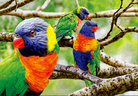 3D Magnets Group 3 - fair-dinkum-gifts