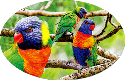 3D Oval Sticker Aussie Animals Australian Souvenirs Lenticular Bumper Stickers - fair-dinkum-gifts