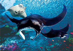 3D Magnets Group 1 - fair-dinkum-gifts