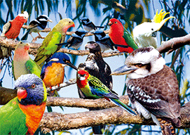 3D Magnets Group 1 - fair-dinkum-gifts