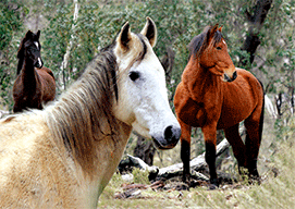 3D Magnets Group 3 - fair-dinkum-gifts