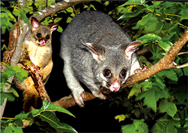 3D Magnets Group 3 - fair-dinkum-gifts