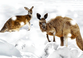 3D Magnets Group 2 - fair-dinkum-gifts