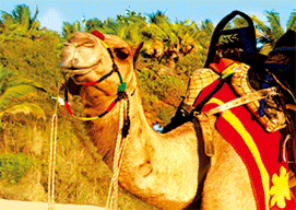 3D Magnets Group 1 - fair-dinkum-gifts