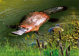 3D Magnets Group 3 - fair-dinkum-gifts