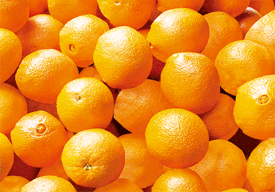 3D Magnets Group 3 - fair-dinkum-gifts