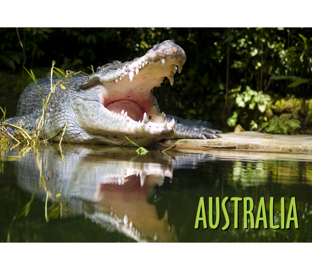 Microfibre Teatowels Australian Designs Souvenir Gifts - fair-dinkum-gifts