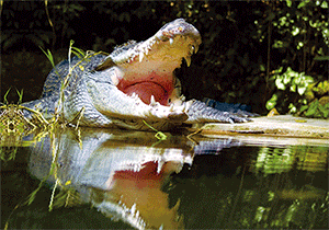 3D Magnets Group 1 - fair-dinkum-gifts