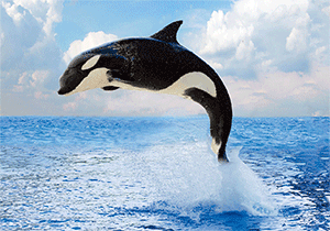 3D Postcard Aussie Themes Australian Animals Souvenir Group 3 - fair-dinkum-gifts