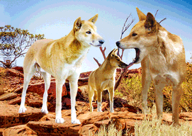 3D Magnets Group 3 - fair-dinkum-gifts