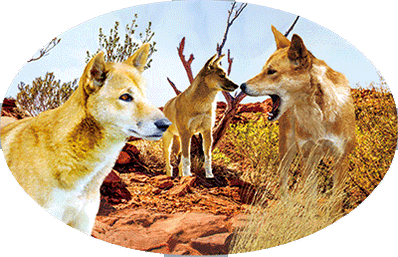 3D Oval Sticker Aussie Animals Australian Souvenirs Lenticular Bumper Stickers - fair-dinkum-gifts