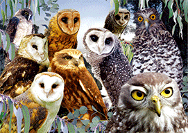 3D Magnets Group 3 - fair-dinkum-gifts