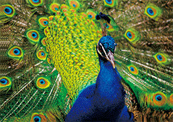 3D Magnets Group 3 - fair-dinkum-gifts