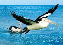 3D Magnets Group 1 - fair-dinkum-gifts