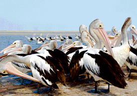 3D Magnets Group 1 - fair-dinkum-gifts