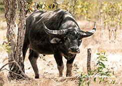 3D Magnets Group 3 - fair-dinkum-gifts