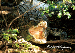 3D Magnets Group 1 - fair-dinkum-gifts