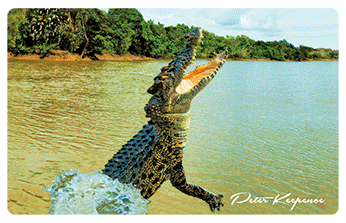 3D Magnets Group 1 - fair-dinkum-gifts