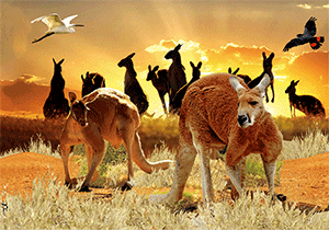 3D Magnets Group 1 - fair-dinkum-gifts